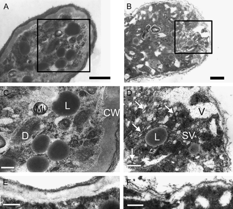 Fig. 8.