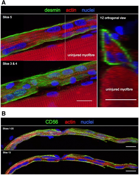 Fig. 10