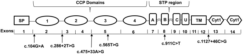 Fig. 1.