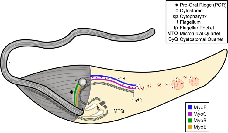 FIG 7