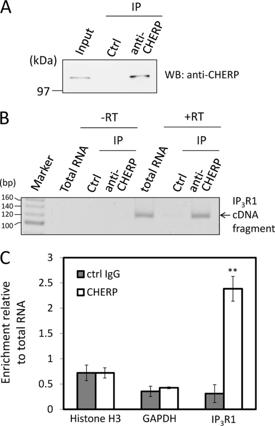 FIGURE 10.