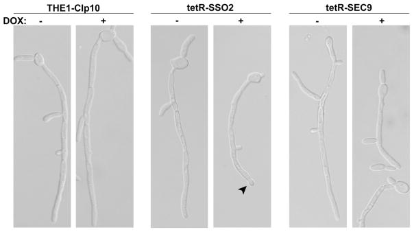 Figure 7