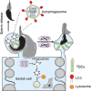 Image, graphical abstract