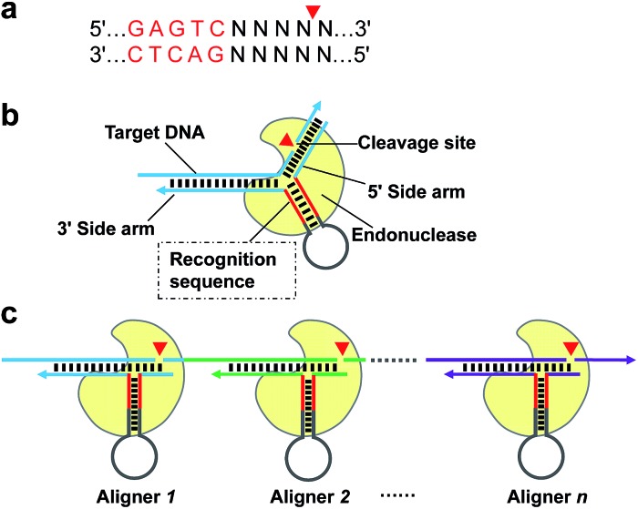 Scheme 1