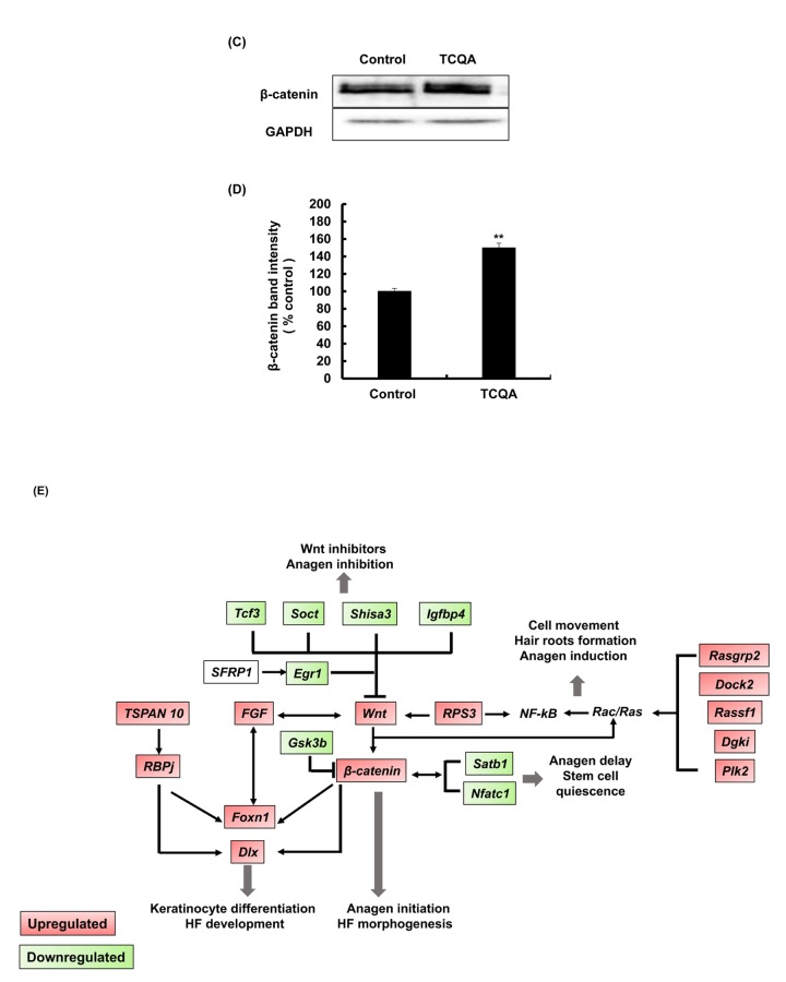 Figure 3C-E