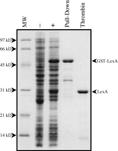 FIG. 2.