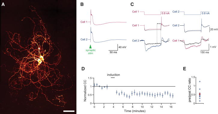 Figure 1