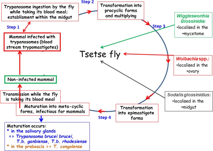 Fig. 1