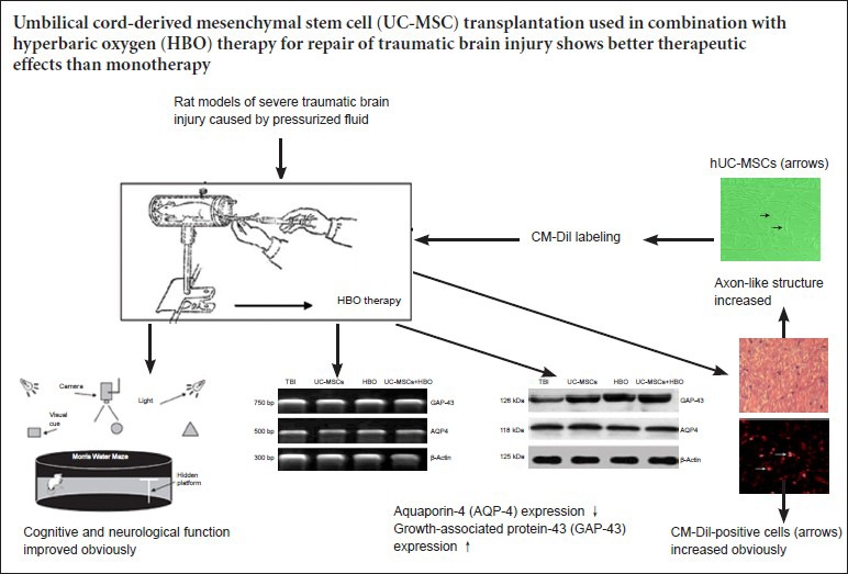 graphic file with name NRR-11-107-g001.jpg