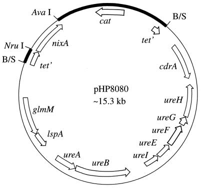 FIG. 1