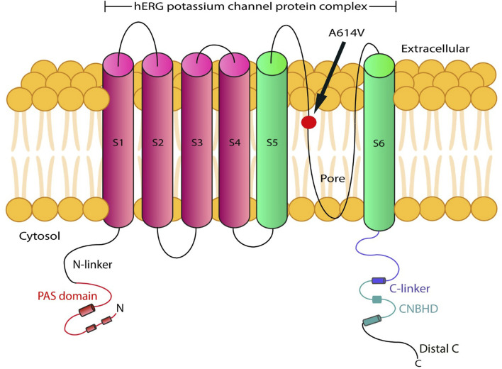 FIGURE 3