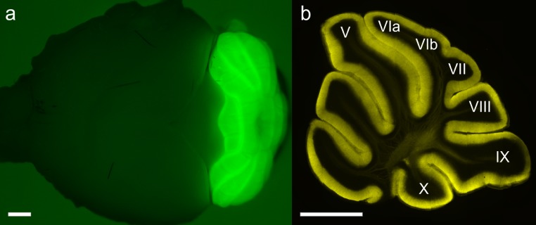 Figure 1—figure supplement 1.