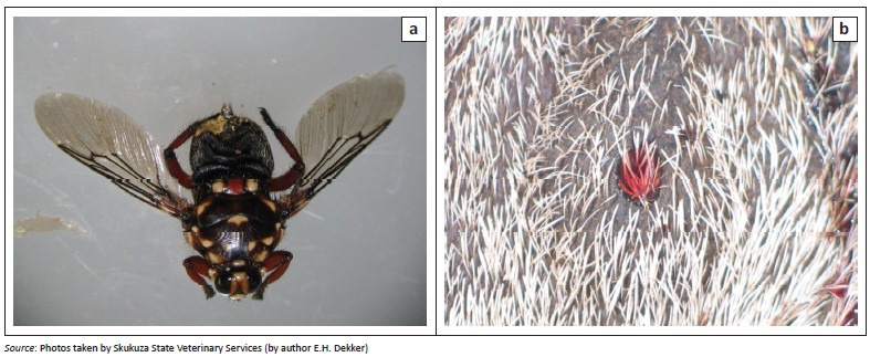 FIGURE 3