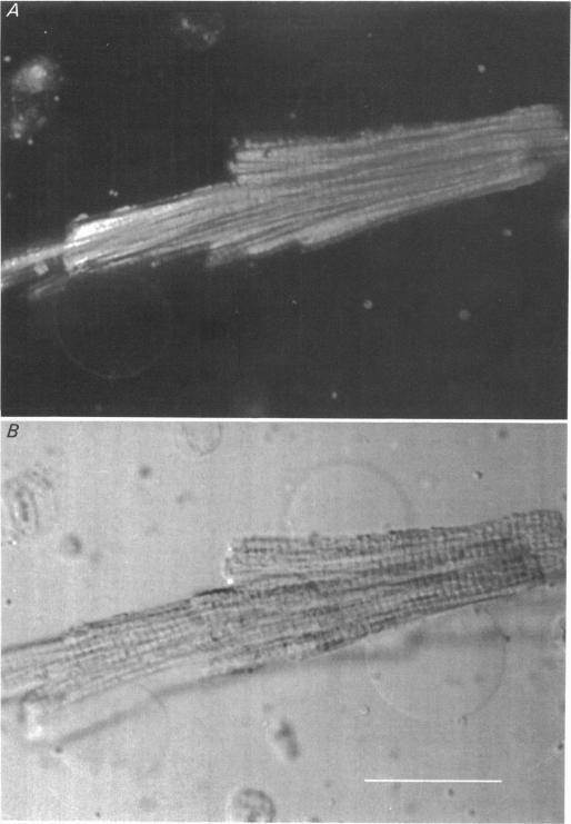 Fig. 16