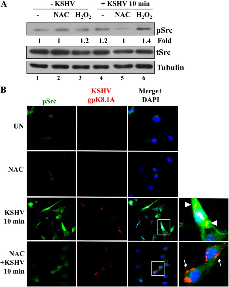 Fig 8