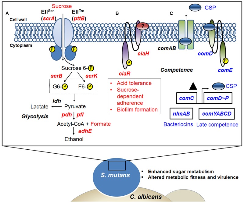 FIGURE 6