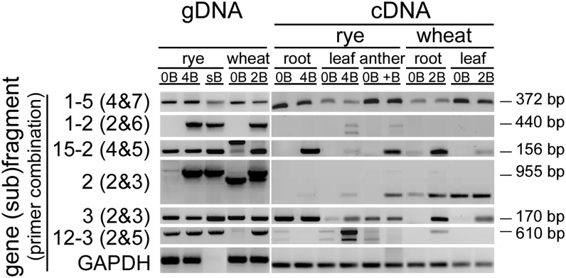 Figure 5.