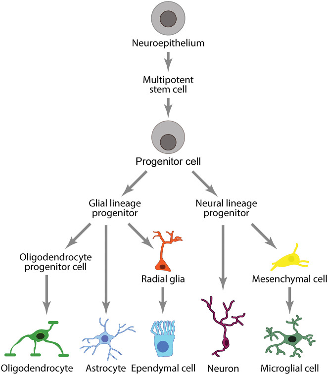 FIGURE 4