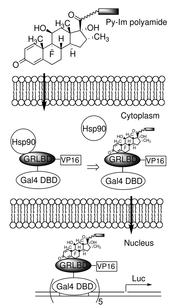 Scheme 1