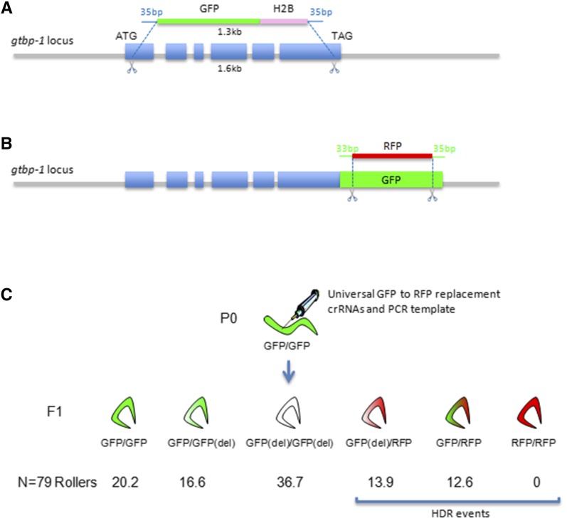 High Efficiency, Homology-Directed Genome Editing in Caenorhabditis ...