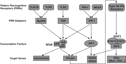 FIG. 1.