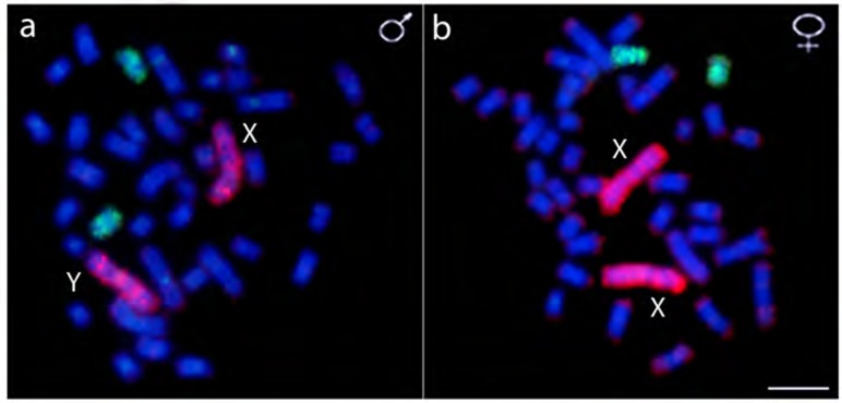 Fig. (7)