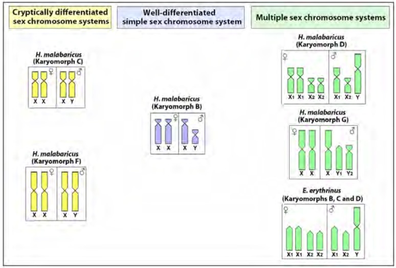 Fig. (1)