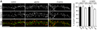 Figure 2—figure supplement 1.
