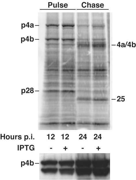 FIG. 7.