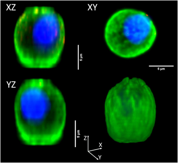 FIGURE 6