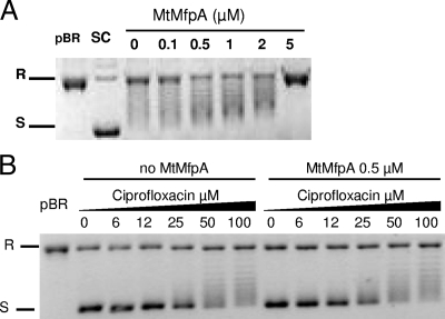 FIG. 5.