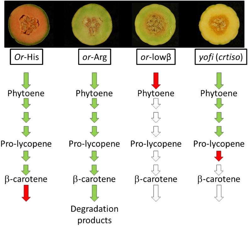 Figure 7.