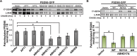 Figure 4—figure supplement 1.