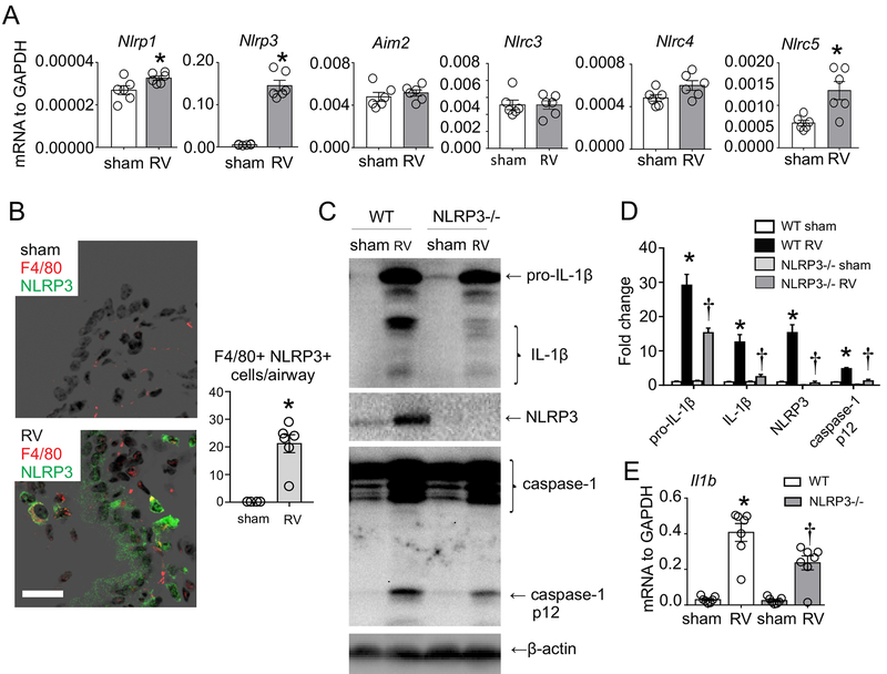 FIG 2.