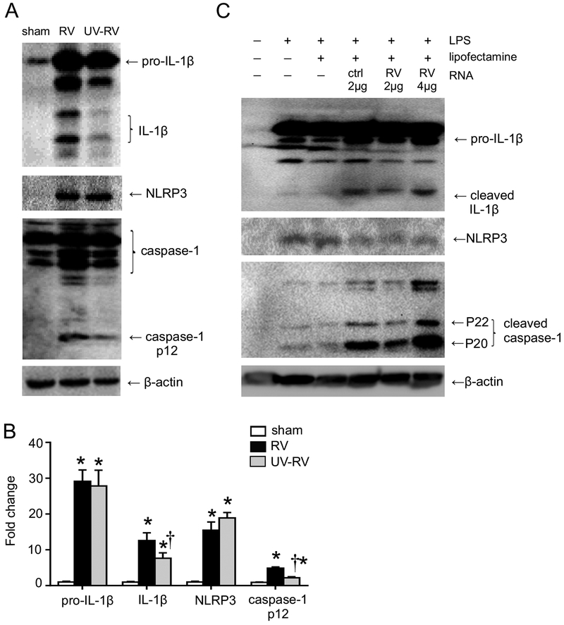 FIG 4.