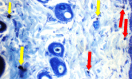 Fig. 16