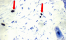 Fig. 19