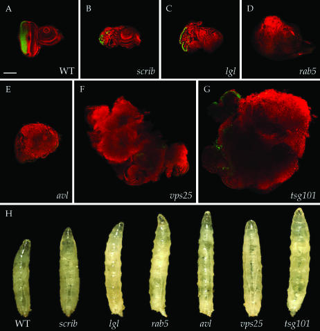 Figure 1.—