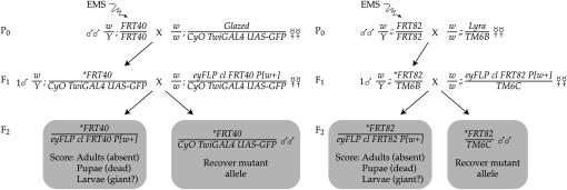 Figure 3.—