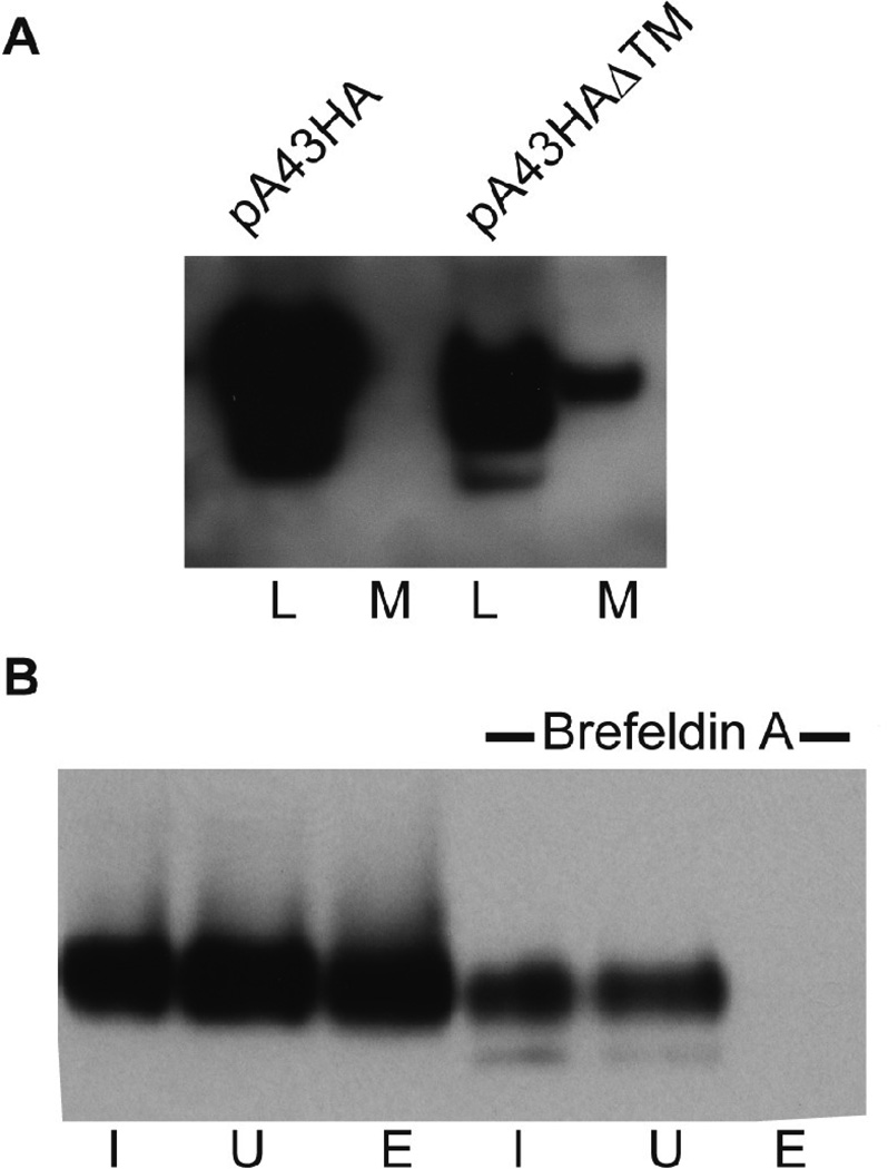 FIG. 6