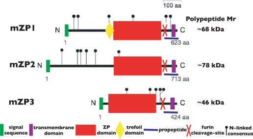 FIGURE 3.