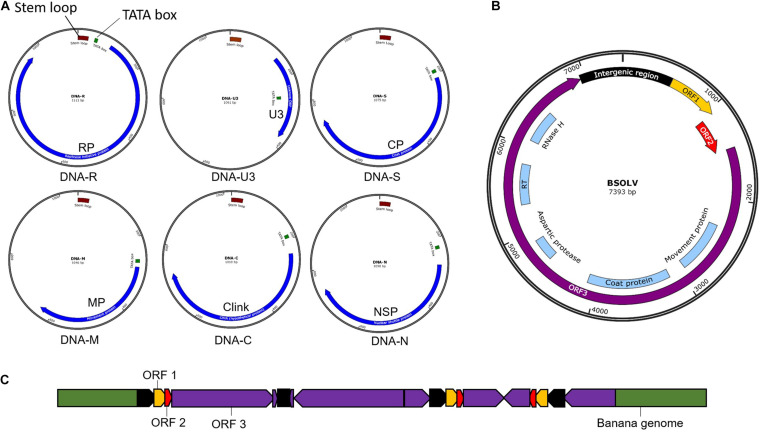 FIGURE 3