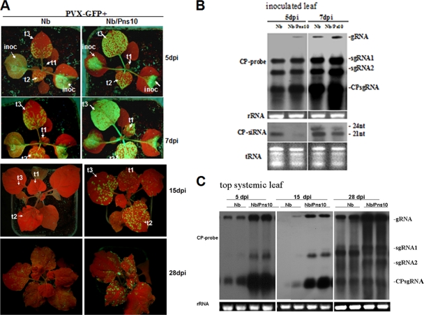 FIG. 2.