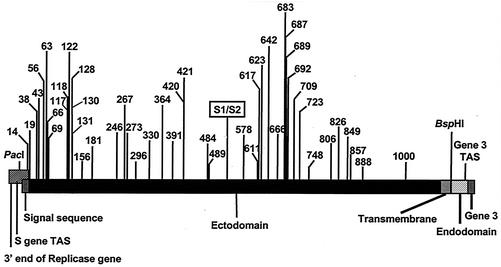 FIG. 1.