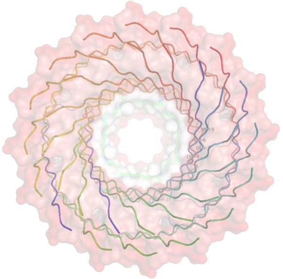 Figure 2B: Amyloid ß-barrel