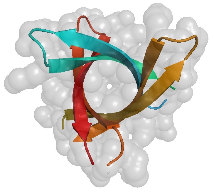 Figure 2B: Amyloid ß-barrel