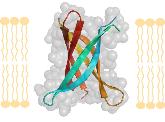 Figure 2A: Amyloid ß-barrel 