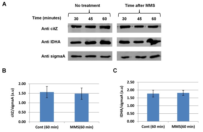 Figure 2—figure supplement 1.