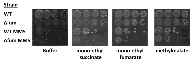 Figure 3—figure supplement 4.