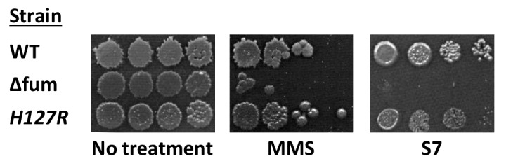 Figure 3—figure supplement 3.